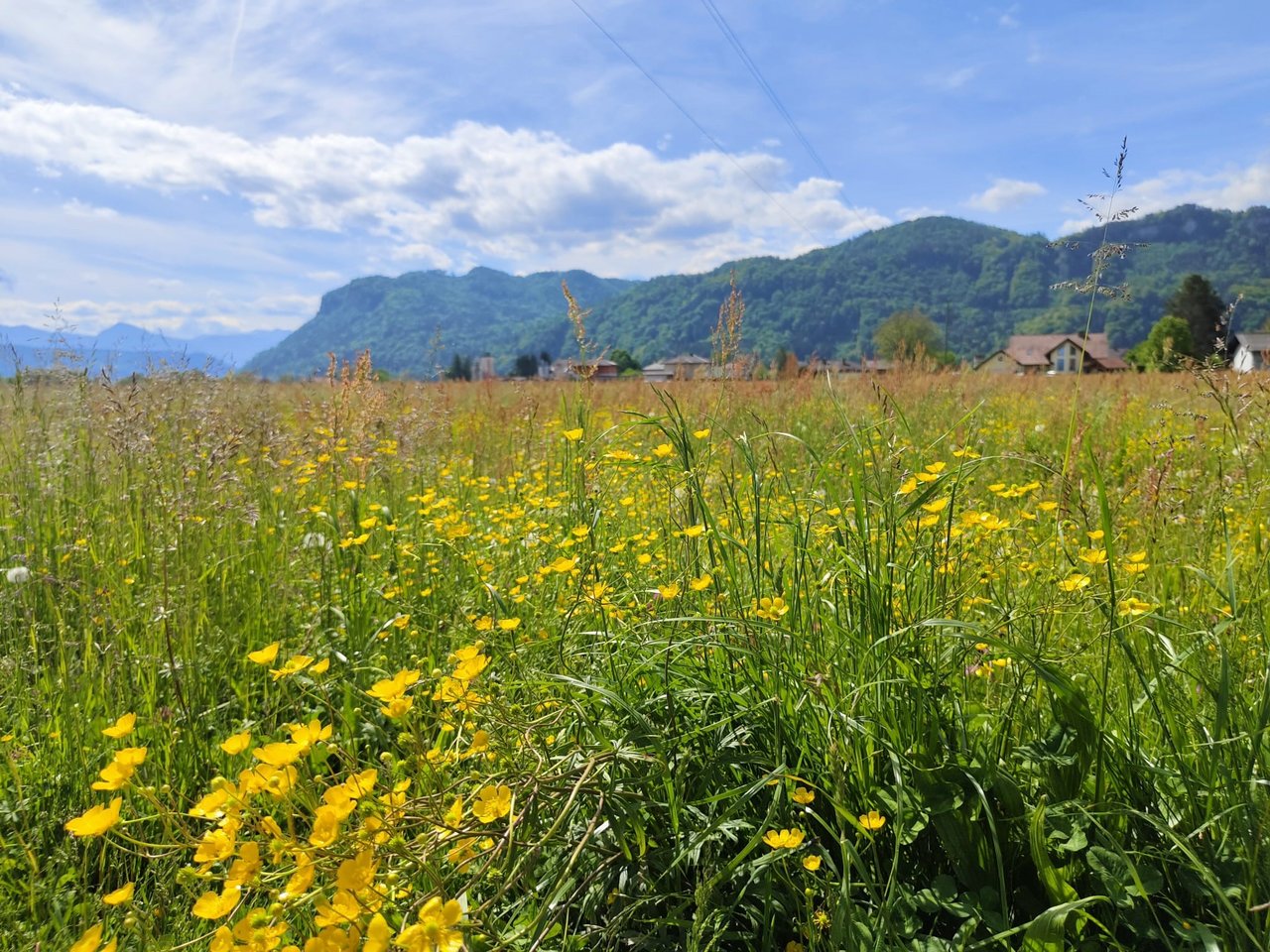 Blumenwiese